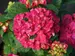Hydrangea Wee Bit Grumpy