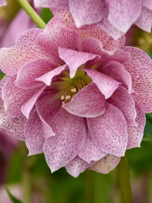 Link to Helleborus Wedding Crasher