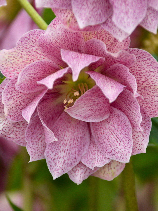 Helleborus Wedding Crasher