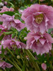 Helleborus Wedding Crasher