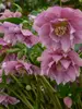 Helleborus Wedding Crasher