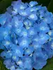 Hydrangea Blue Jangles