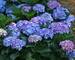 Hydrangea Blue Jangles