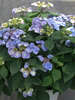 Hydrangea Game Changer Blue