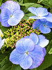Hydrangea Game Changer Blue