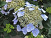 Hydrangea Game Changer Blue