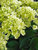Hydrangea Bombshell