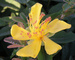 Hypericum Calycinum