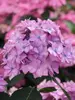 Hydrangea Let's Dance Cancan