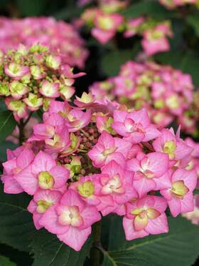 Photo of HYDRANGEA LET'S DANCE CAN DO*