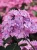 Hydrangea Lets Dance Can Do