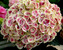 Hydrangea Cityline-Mars