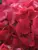 Hydrangea Cityline Paris