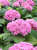 Hydrangea Double Delights Perfection