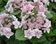Hydrangea Star-Gazer