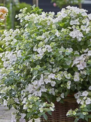 Link to Hydrangea Fairytrail Bride&reg;
