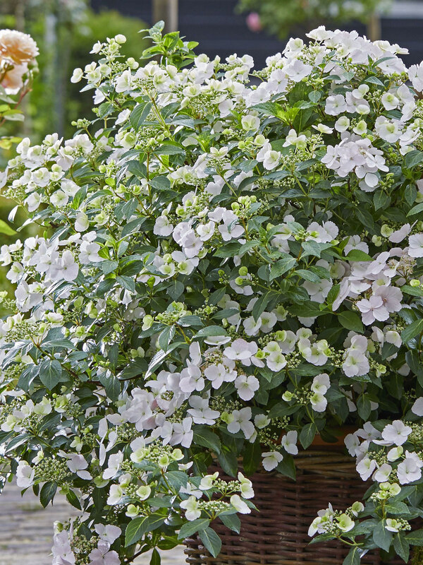 Hydrangea Fairytrail Bride	