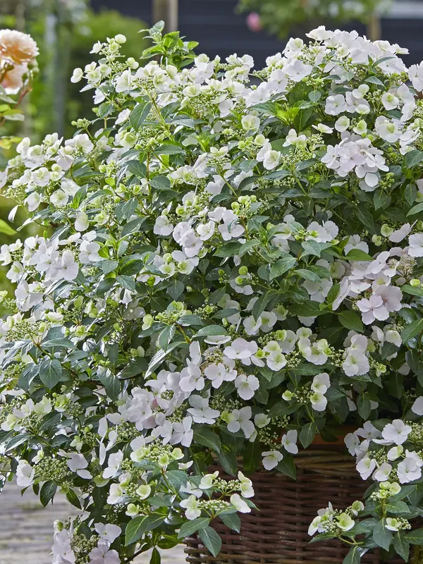 Hydrangea Fairytrail Bride	