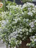 Hydrangea Fairytrail Bride	