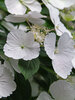 Hydrangea Fairytrail Bride	
