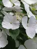 Hydrangea Fairytrail Bride	