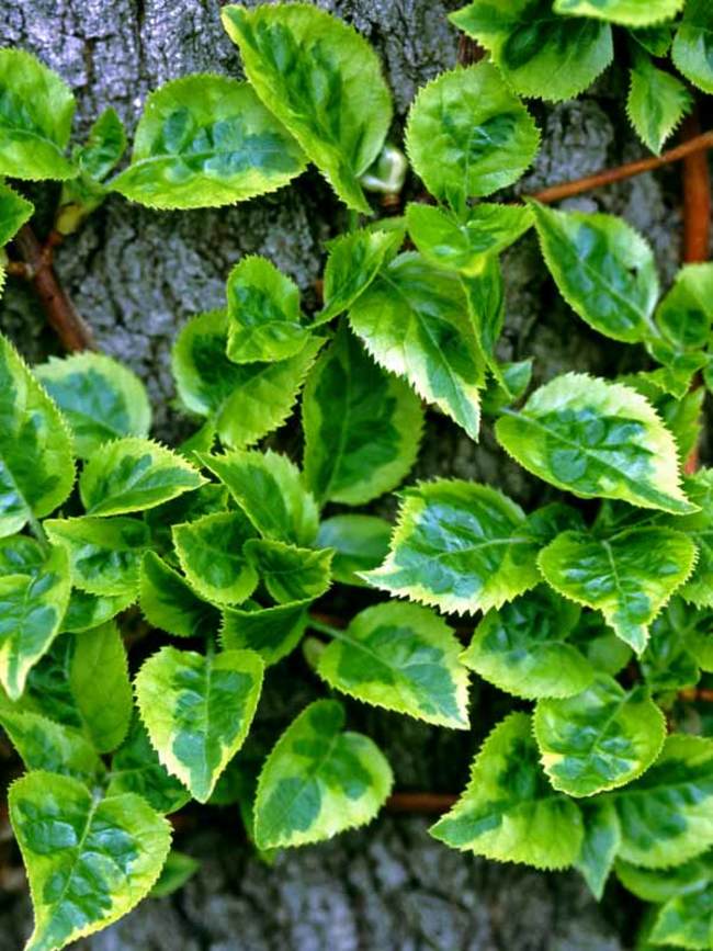 Hydrangea Firefly