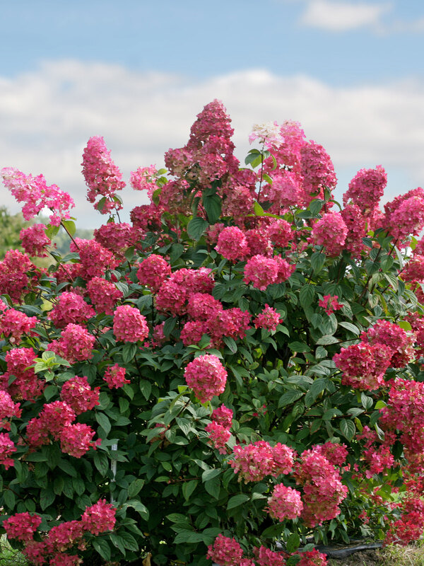 Hydrangea Fire Light