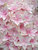 Hydrangea Double Delights Freedom