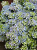 Hydrangea Fairytrail Fresco