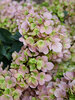 Hydrangea Fairytrail Fresco