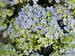 Hydrangea Fairytrail Fresco