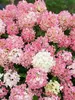 Hydrangea Firelight Tidbit