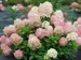 Hydrangea Firelight Tidbit