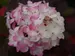 Hydrangea Firelight Tidbit