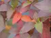 Hydrangea Firelight Tidbit