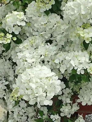 Link to Hydrangea Fairytrail&reg; White