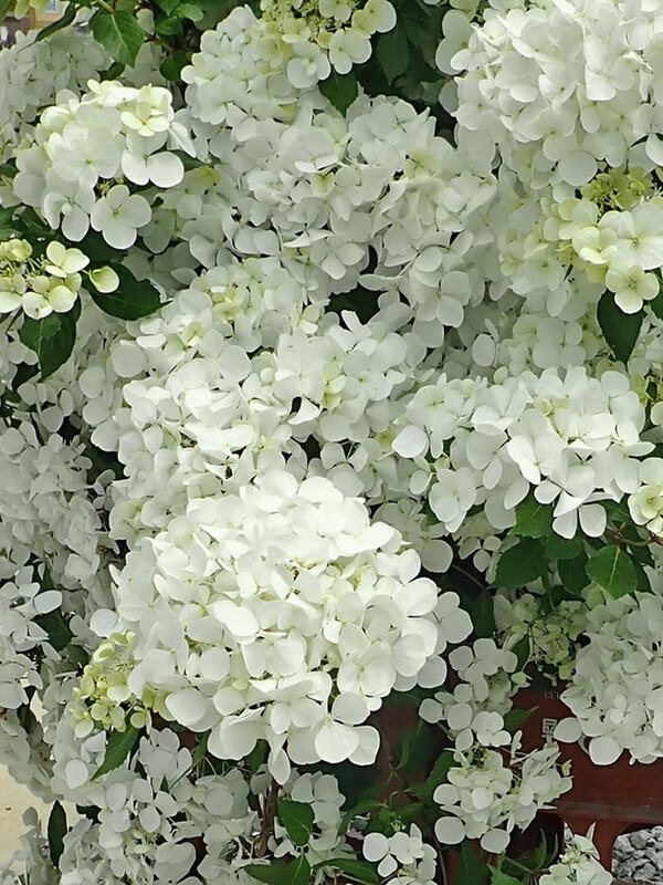 Hydrangea Fairytrail White