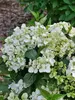 Hydrangea Fairytrail White