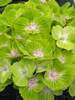 Hydrangea Everlasting Green Cloud