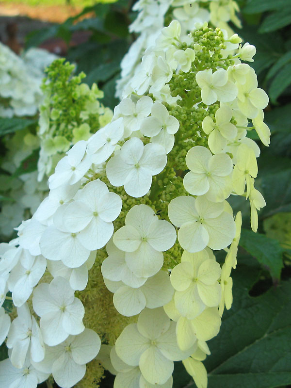 Hydrangea Gatsby Gal | Bluestone Perennials