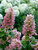 Hydrangea Gatsby Pink