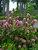 Hydrangea Gatsby Pink