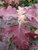 Hydrangea Gatsby Pink