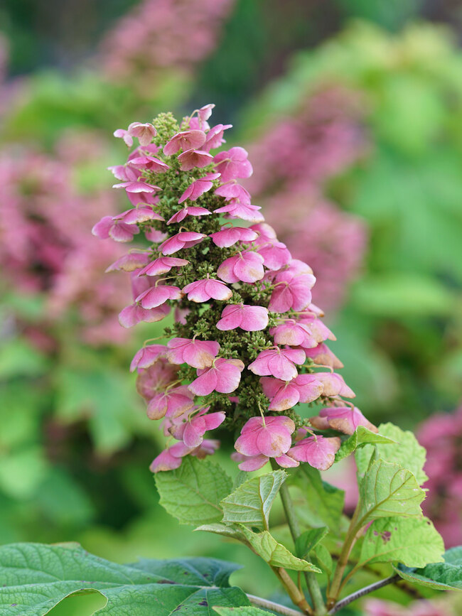 Hydrangea Gatsby Pink | Bluestone Perennials
