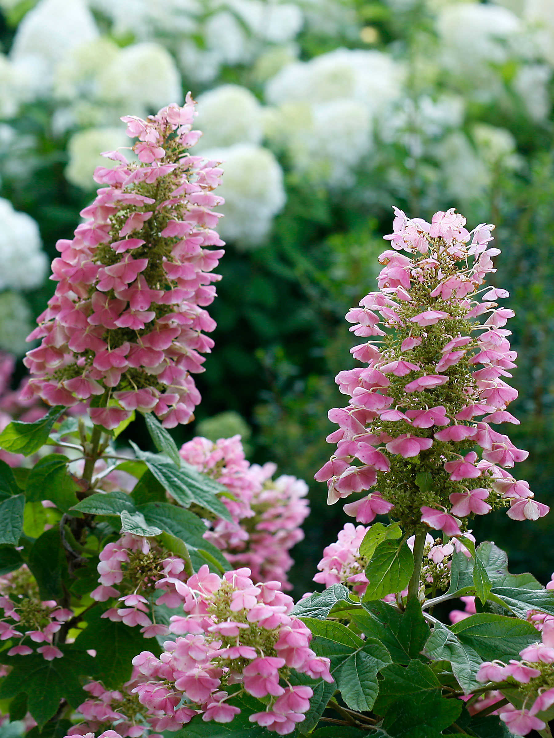 Hydrangea Gatsby Pink | Bluestone Perennials