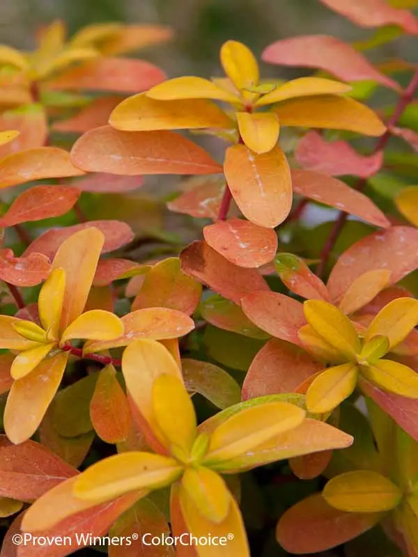 Hypericum Golden Rule