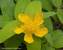 Hypericum Golden Rule