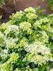 Hydrangea Fairytrail Green