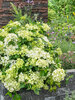 Hydrangea Fairytrail Green