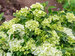 Hydrangea Fairytrail Green